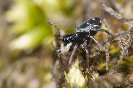 Heliophanus cupreus